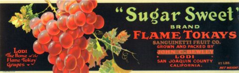 Sugar Sweet